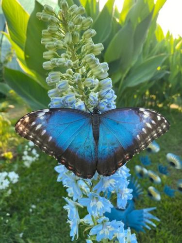 Morpho peleides - Azúr lepkebáb