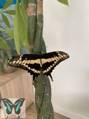 Papilio thoas lepkebáb