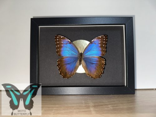 Morpho peleides lepke fekete keretben aranykör