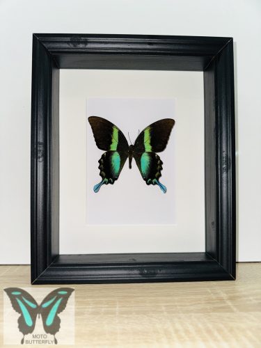Papilio blumei valódi lepke fekete keretben