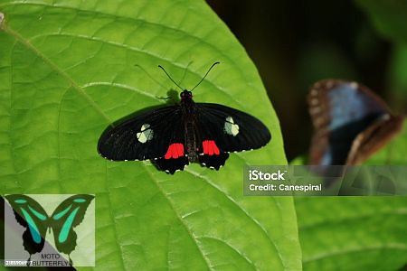 Parides ipidamas lepkebáb