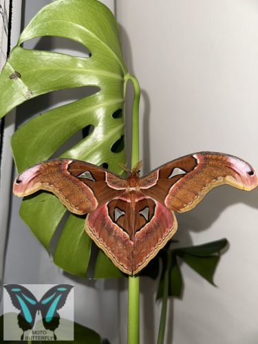 Attacus lorquinii éjjeli lepkebáb