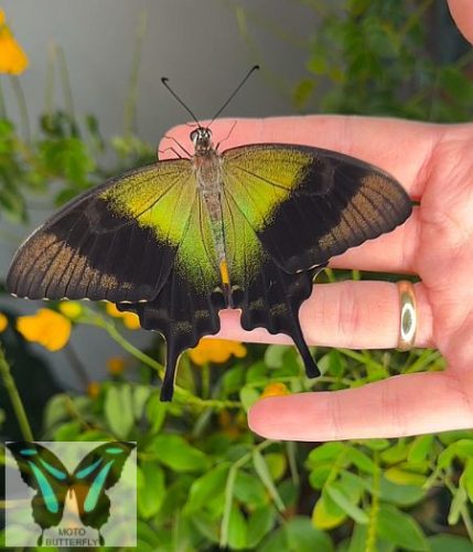 Papilio peranthus lepke báb