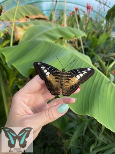 Parthenos sylvia lepke báb