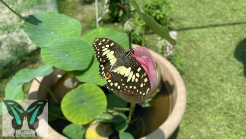 Papilio demodocus lepke báb