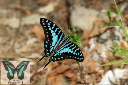 Graphium antheus lepke báb