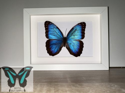 Morpho peleides lepke fehér keretben 